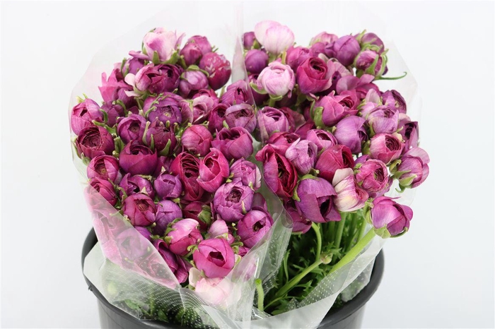 <h4>Ran Amandine Purple Jean</h4>