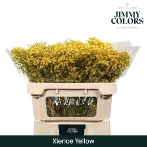 Gyps Xlence l70 Yellow