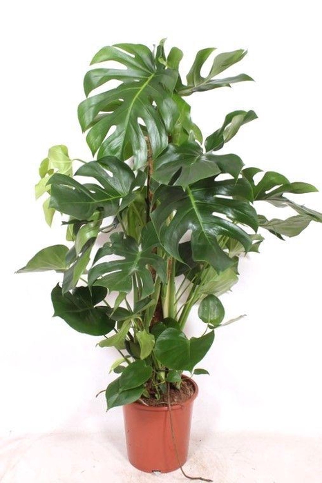 <h4>Monstera deliciosa</h4>