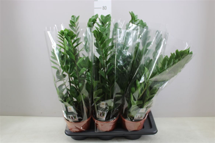 <h4>Zamioculcas 5+</h4>