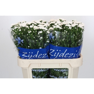 Aster Cassy