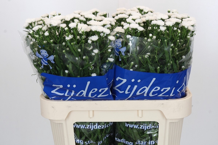 <h4>Aster Cassy</h4>