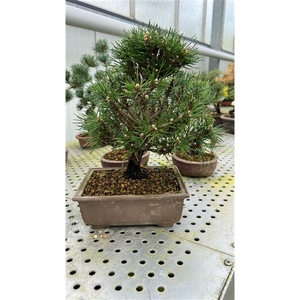 Pinus thunbergii - Kotobuki, 17cm.