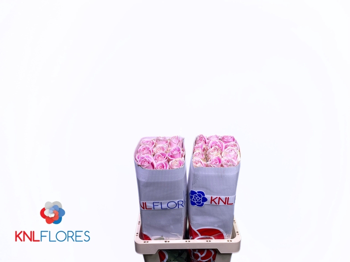 <h4>R GR ROSITA VENDELA</h4>