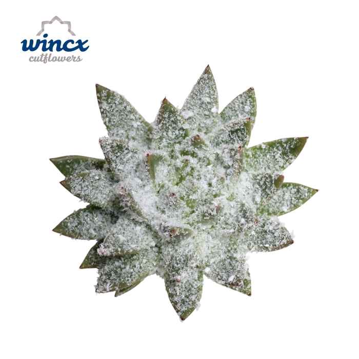 <h4>Echeveria White Snow Cutflower</h4>