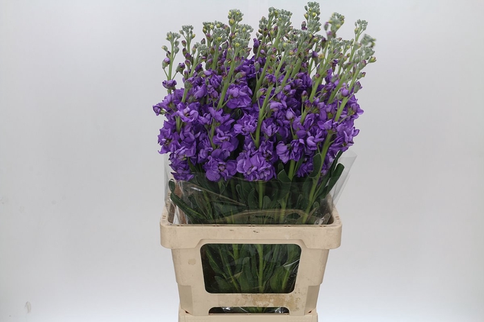 <h4>Matthiola Iron Blue</h4>