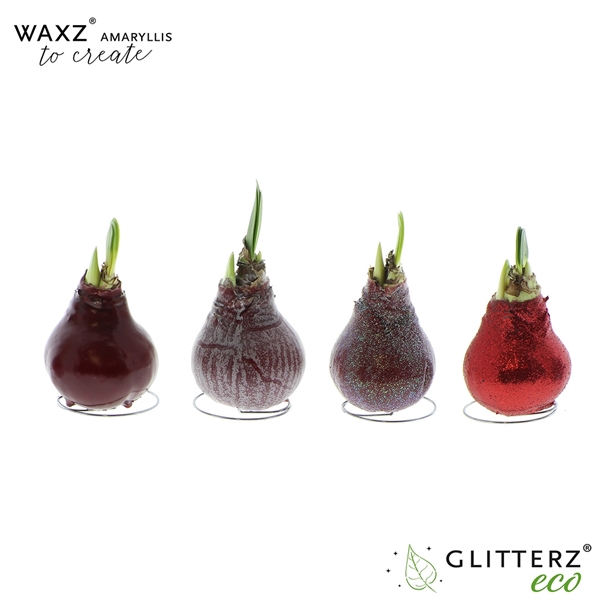 <h4>Amaryllis Waxz® to Create Bordeaux</h4>