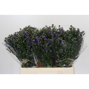Aster Baby Blue