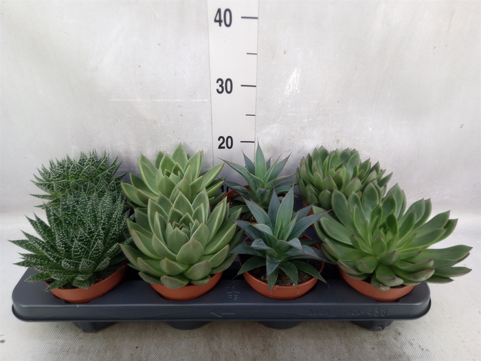 <h4>Succulents   ...mix 4</h4>