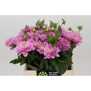Dahlia DE 'Ariko 123-16'
