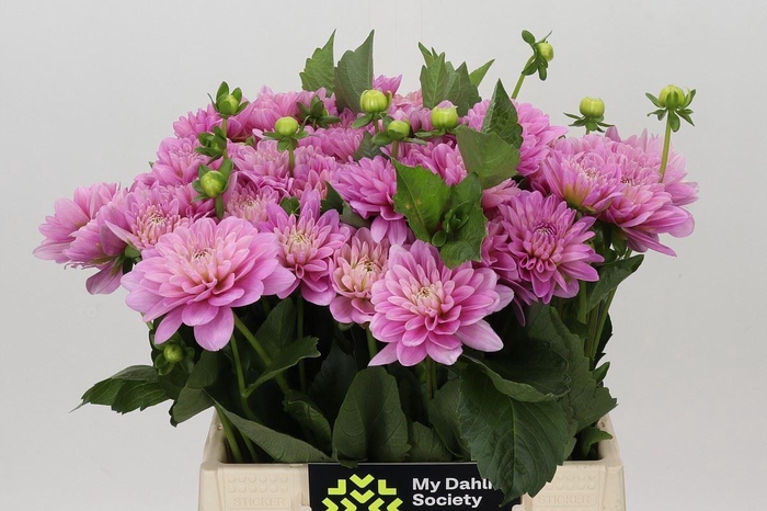 <h4>Dahlia DE 'Ariko 123-16'</h4>