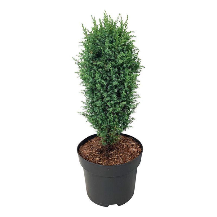 <h4>Juniperus comm. 'Compressa'</h4>