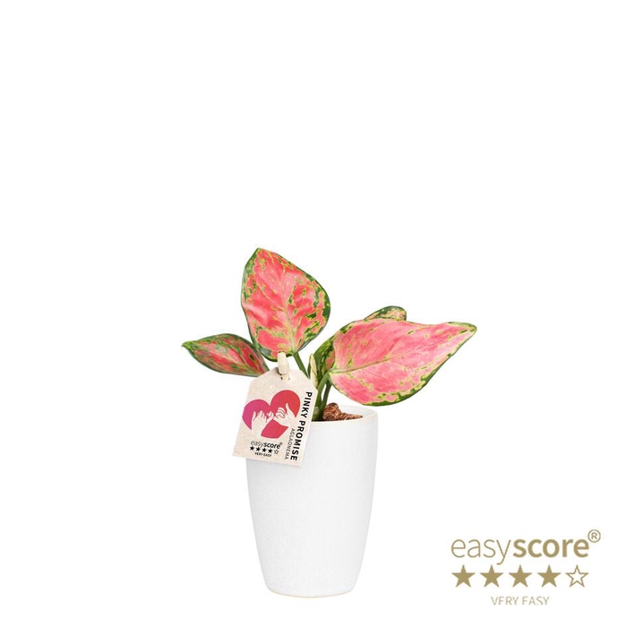 AGLAONEMA COMM. p7 Classic white
