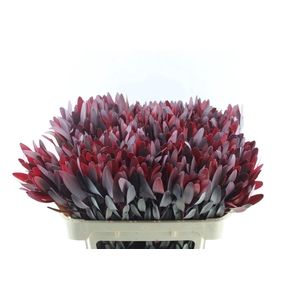 Leucad Saf Sunset Ex