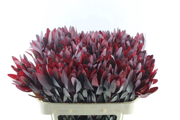 <h4>Leucad Saf Sunset Ex</h4>