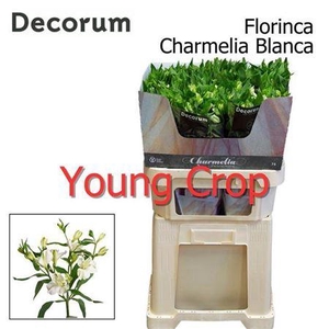 Alstroemeria Fl Charme Blanc