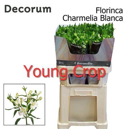 <h4>Alstroemeria Fl Charme Blanc</h4>