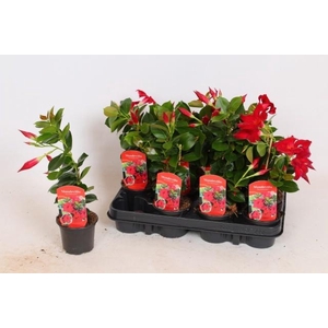 MANDE RIO PETITE RED