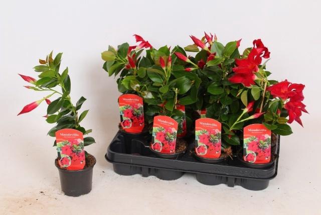<h4>MANDE RIO PETITE RED</h4>