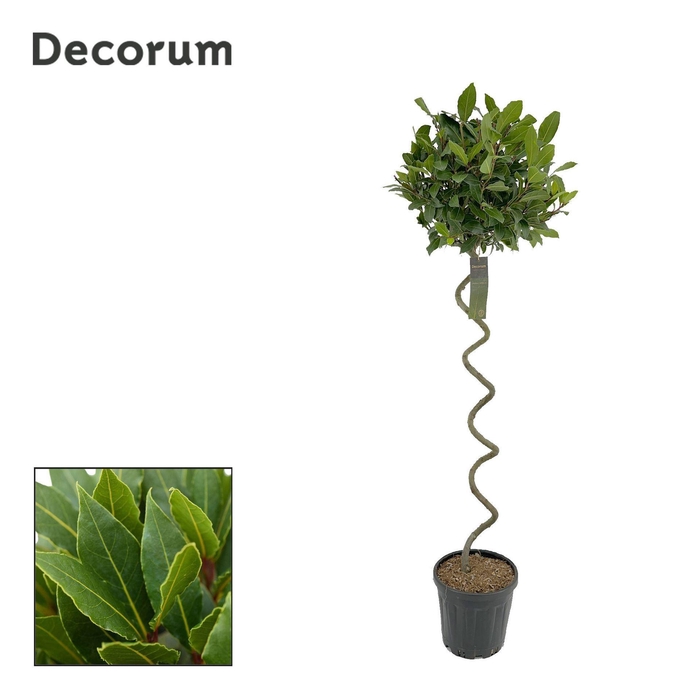 <h4>Laurus nobilis</h4>