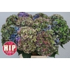 Hydrangea rodeo classic