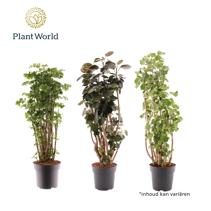 <h4>Polyscias gemengd</h4>