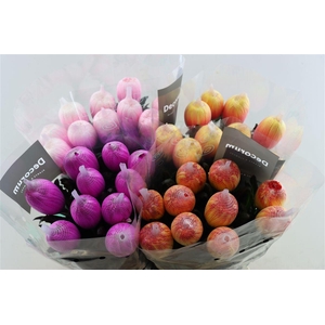 Chr G Kbh Antonov Mix