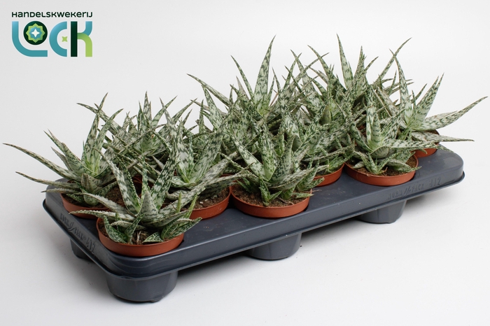 <h4>Aloe Somaliensis</h4>