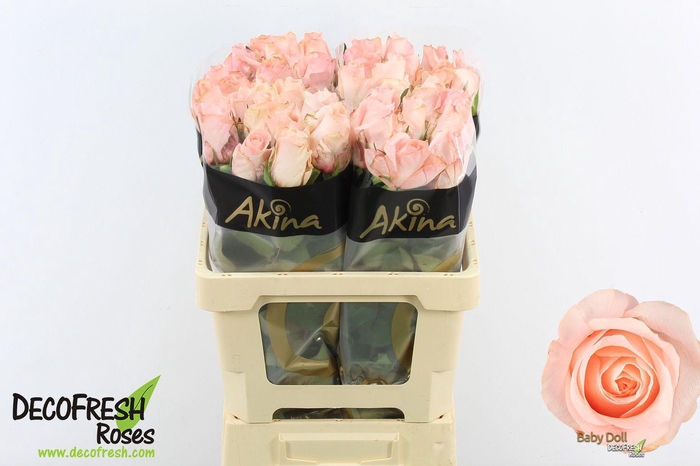 <h4>R Gr Babydoll</h4>