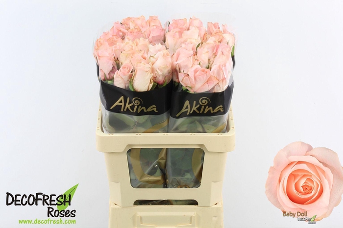 <h4>R Gr Babydoll</h4>