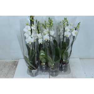 PHALAENOPSIS MINI P09 BRANCO 2 HT