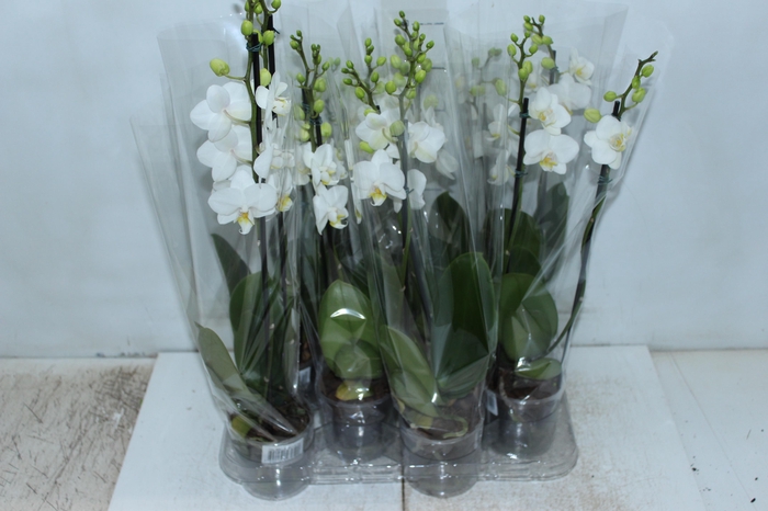 <h4>PHALAENOPSIS MINI P09 BRANCO 2 HT</h4>