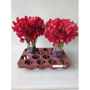 LATHYR PARFUM DP RED