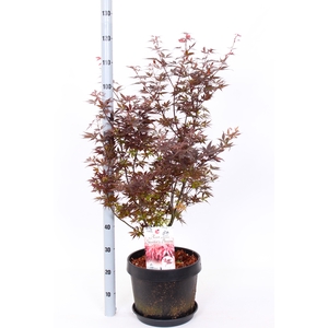 ACER PA SKEET BROOM