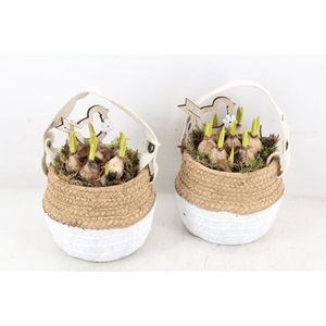 arr4 Muscari JS - Ker. duo mandje x6