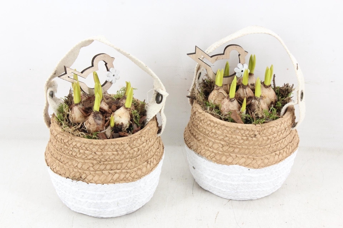 <h4>arr4 Muscari JS - Ker. duo mandje x6</h4>