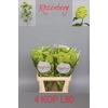 Viburnum Roseum St 80cm 4 Hd