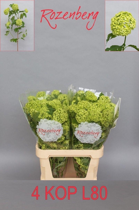 Viburnum Roseum St 80cm 4 Hd