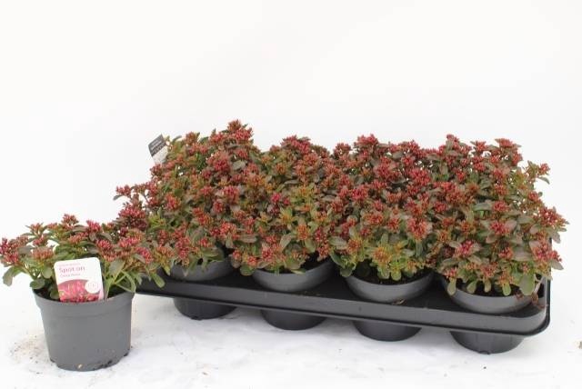 <h4>SEDUM SPU SPOT D ROS</h4>