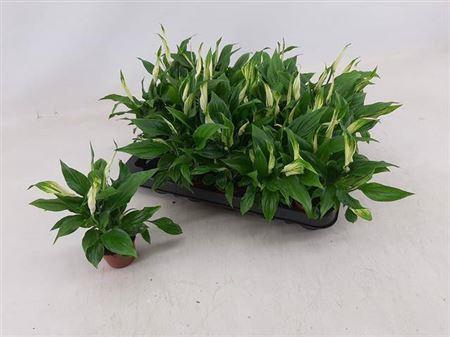 <h4>Spath Chopin 4+</h4>