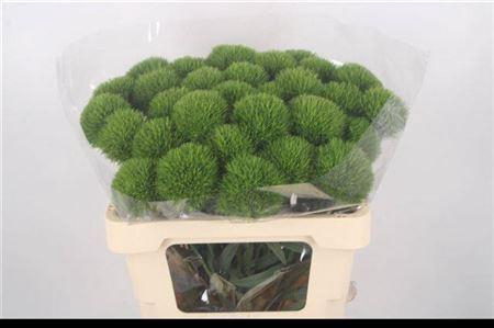 <h4>Di Barb Kiwi Mellow</h4>