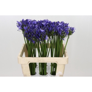 Agapanthus Uri