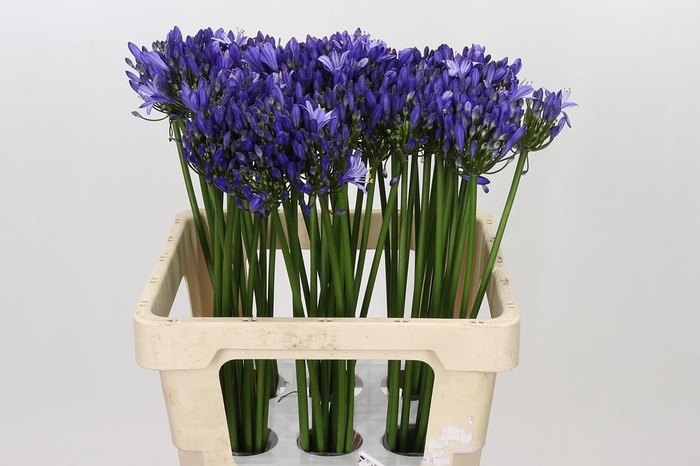 <h4>Agapanthus Uri</h4>