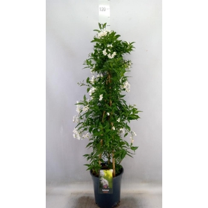 Solanum jasminoides