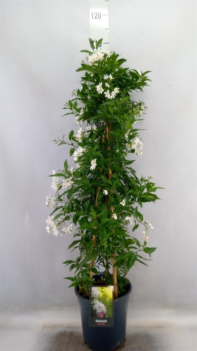 <h4>Solanum jasminoides</h4>