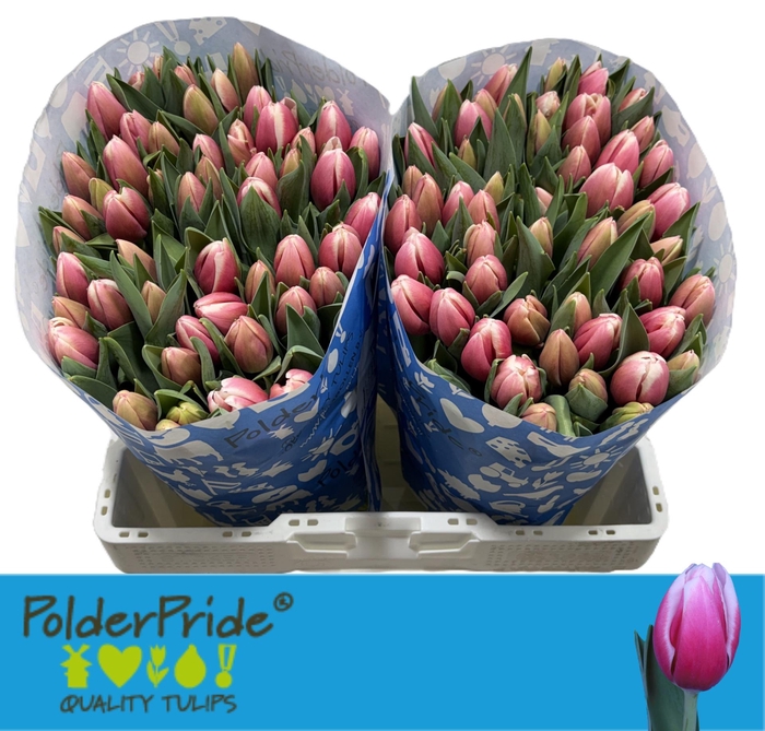 <h4>TU EN UNIVERSUM</h4>