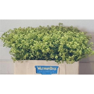 Alchem M Robustica
