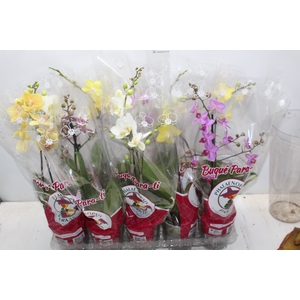 PHALAENOPSIS MINI P12