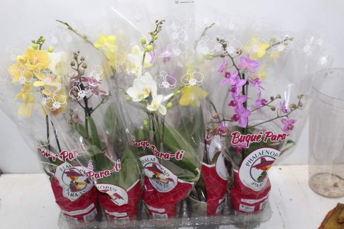 <h4>PHALAENOPSIS MINI P12</h4>