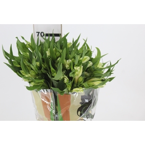 ALSTROEMERIA PRESTIGE 070 CM BRANCO